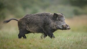 الخنزير البري 300x169 - أشرس الكائنات في العالم