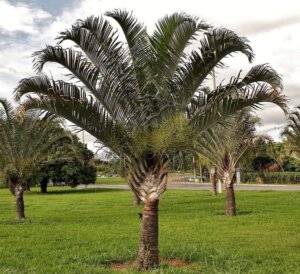 types of palm trees 119 9 1619170714 300x274 - أشياء لا تعرفها عن أشجار النخيل