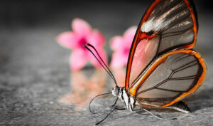 الفراشة ذات الأجنحة الزجاجية 300x177 - أجمل الكائنات في العالم