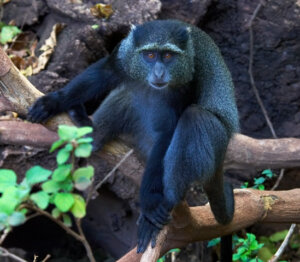 القرد الازرق 300x262 - شاهد.. أنشطة خفية تقوم بها القرود