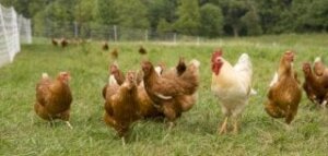 تربية الدجاج في المنزل 300x143 - أهم طرق تربية الدجاج في المنزل