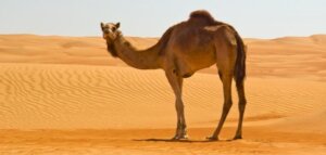 كيف يتكيف الجمل في الصحراء 300x143 - تعرف على قدرات جمل الصحراء
