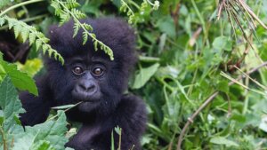 111418340 gorilla rwanda getty 300x169 - شاهد.. أنشطة خفية تقوم بها القرود