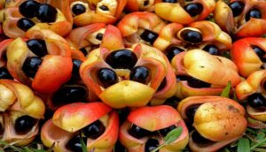 Suitable fertilizer for growing acai fruit 300x172 - أكلات تؤدي إلى الموت ! بينهم أكلات عربية