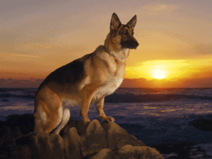 image 300x225 - استكشاف أذكى سلالة الكلاب في العالم